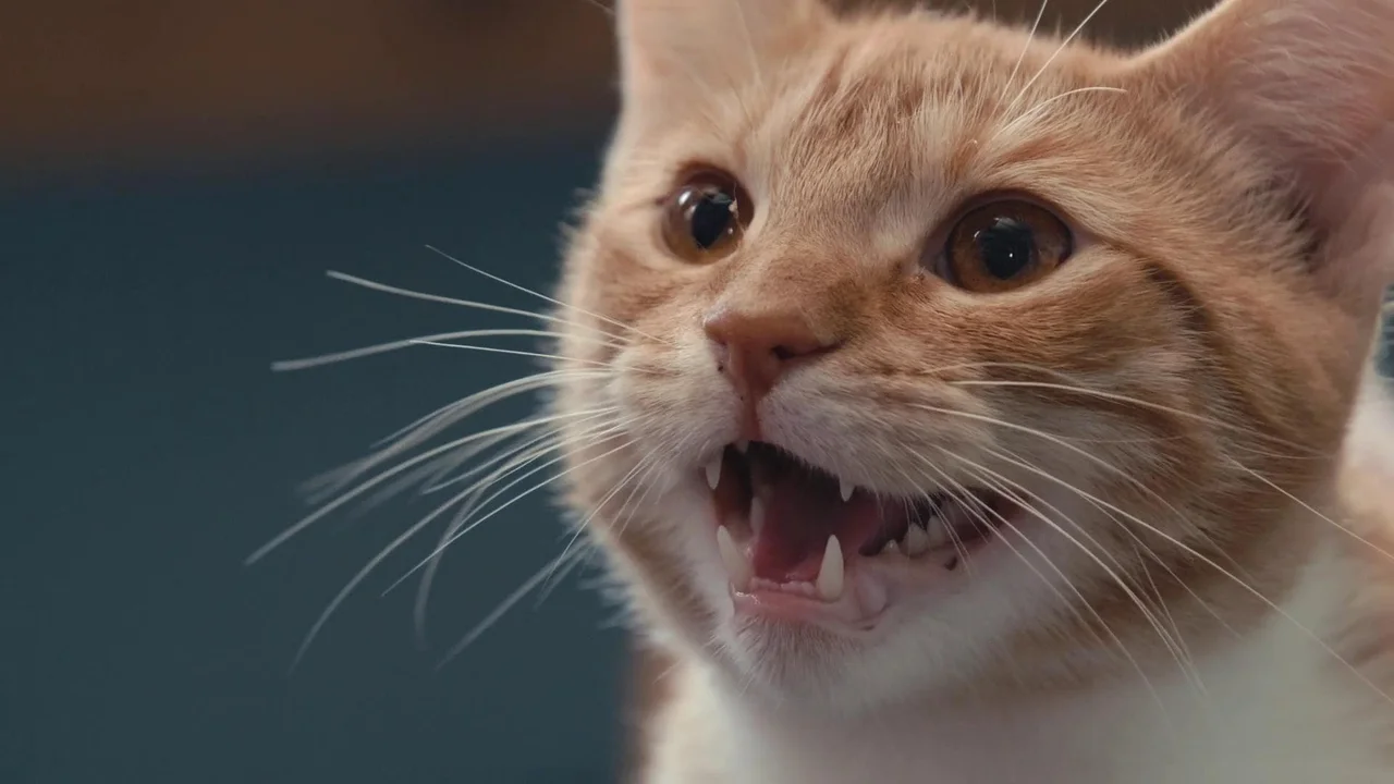 En la mente de un gato