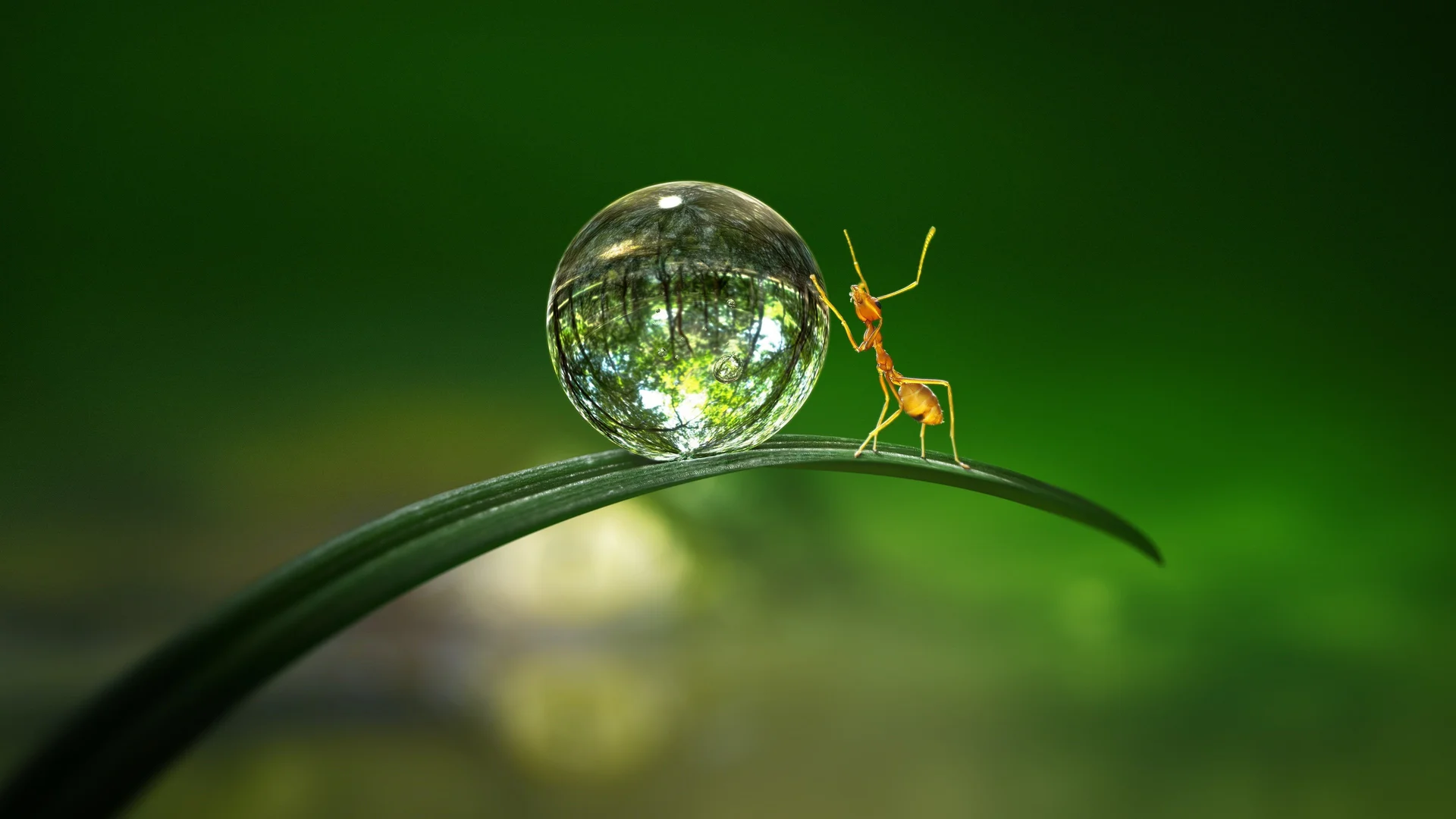 Backdrop de Pequeñas maravillas