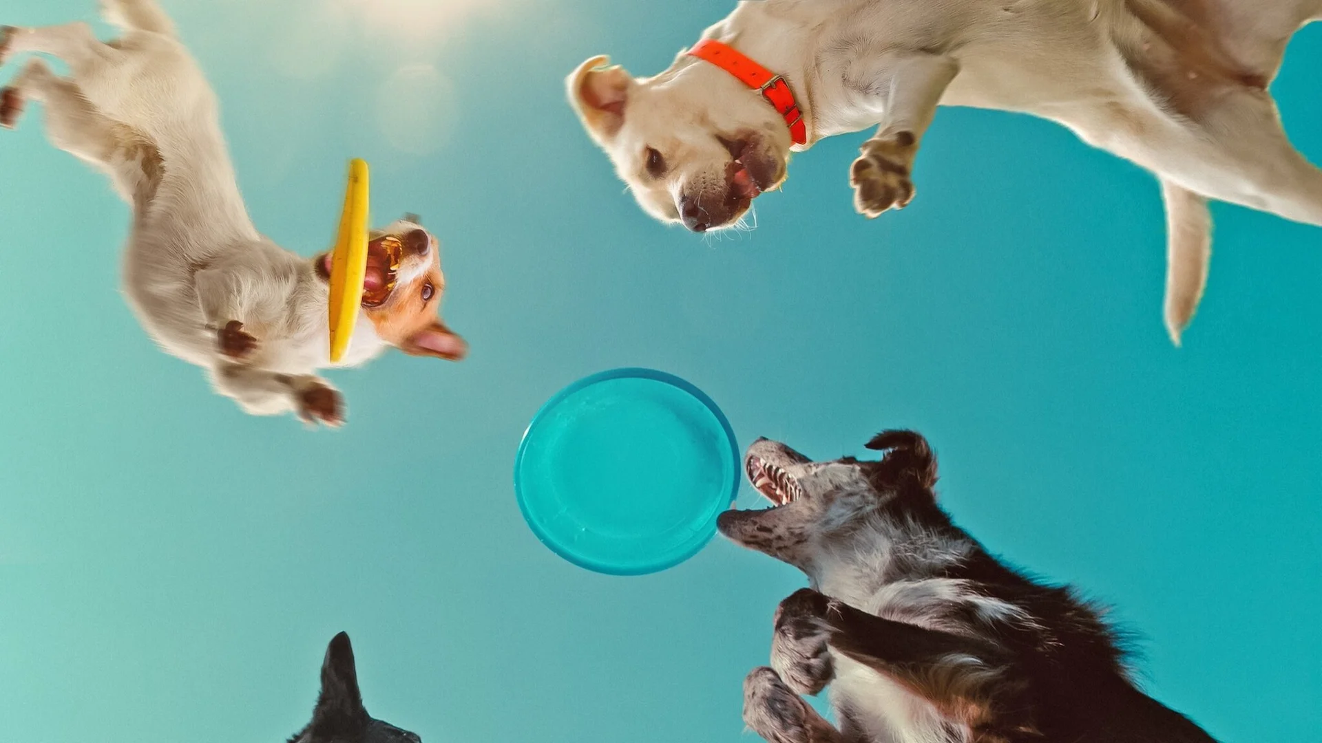 Backdrop de En la mente de un perro