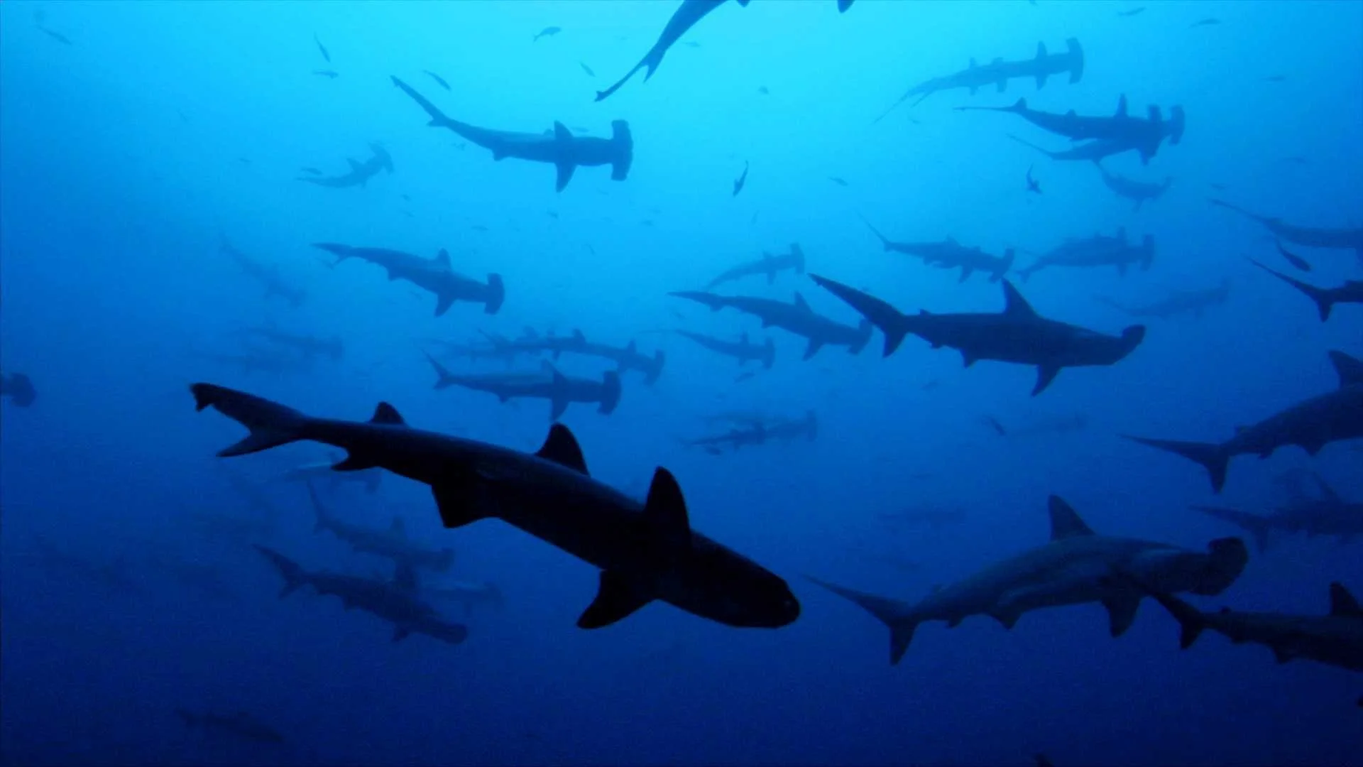 Backdrop de Sharkwater