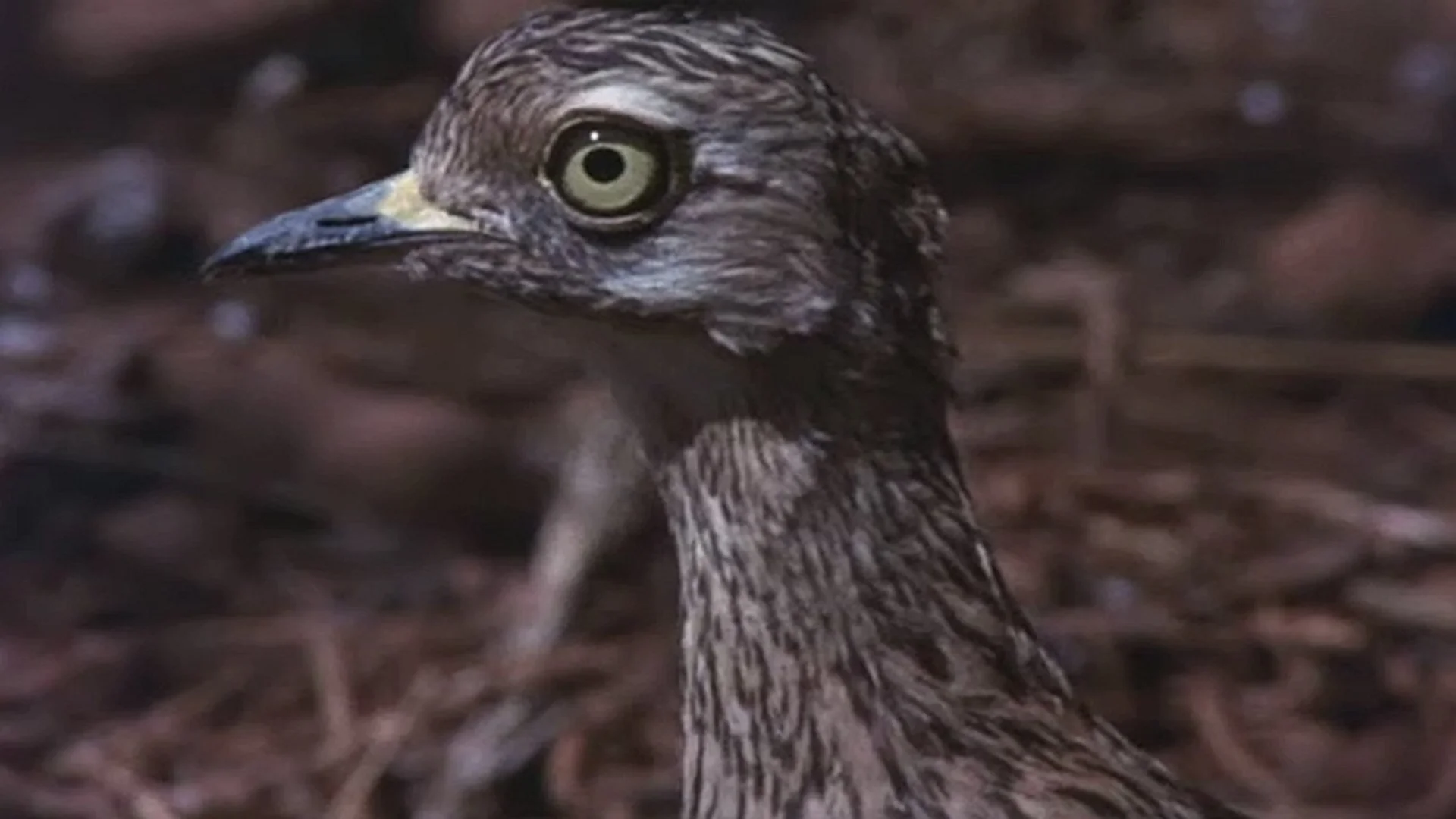 Backdrop de Animals Are Beautiful People