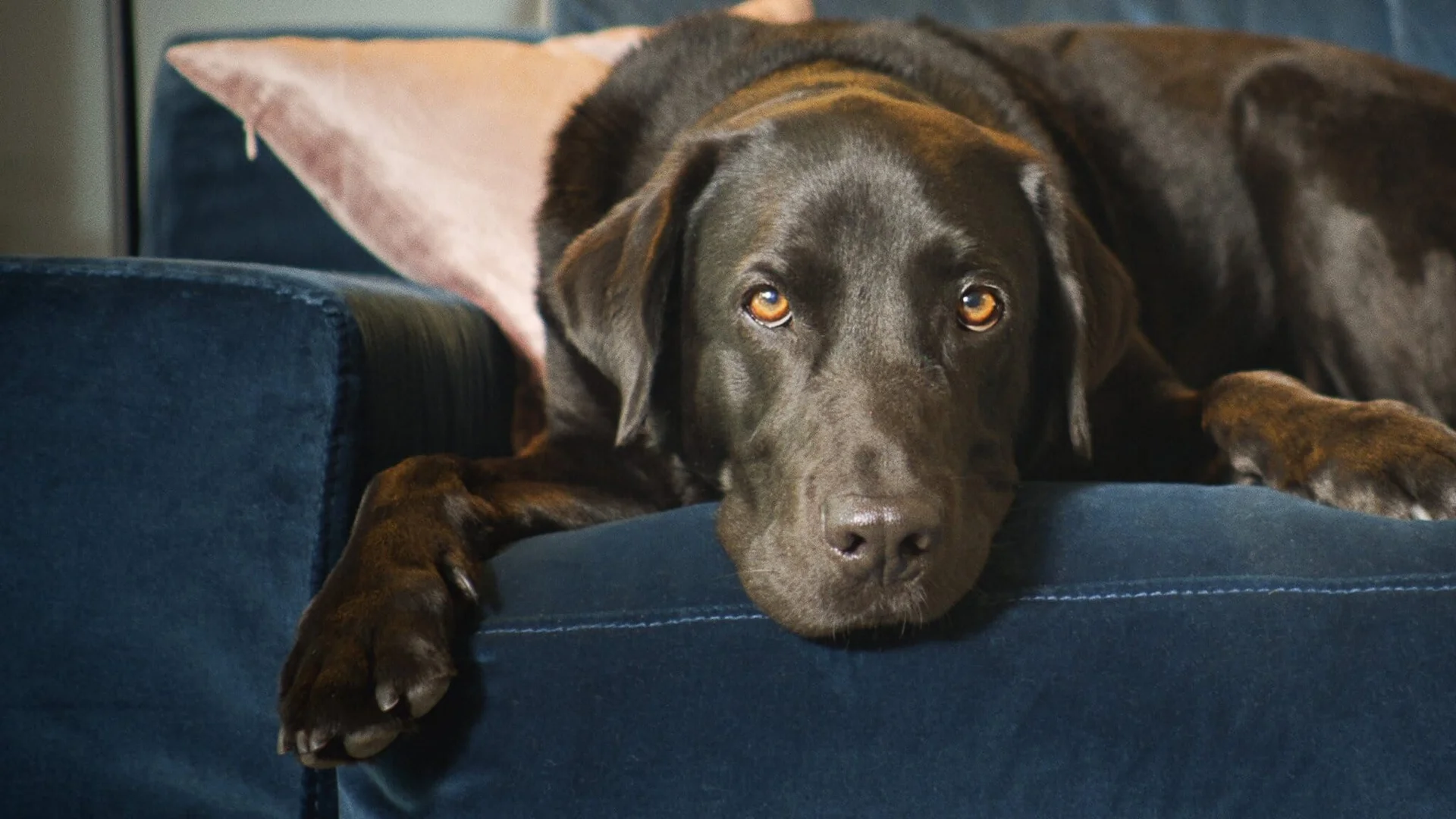 Backdrop de The Secret Life of Our Pets