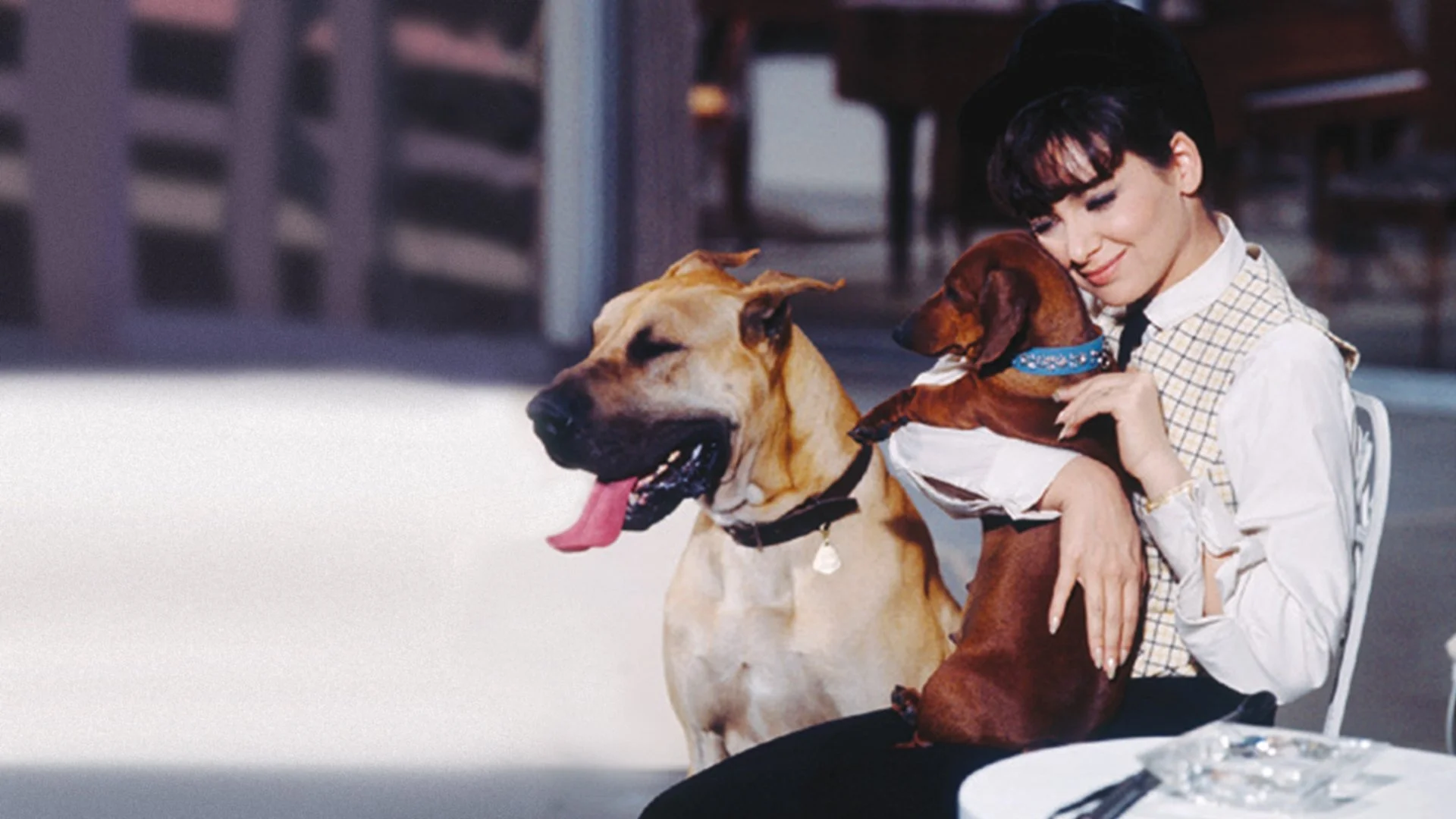 Backdrop de Operación Salchicha