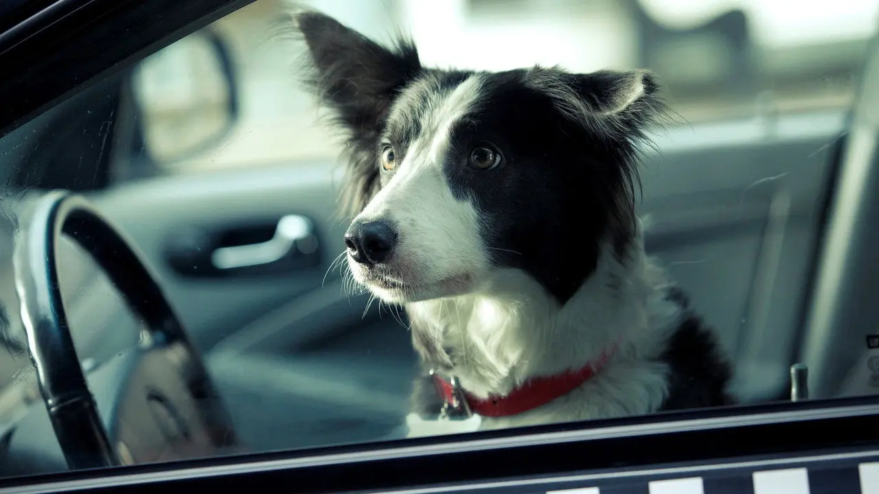 Mis Peludos Angelitos