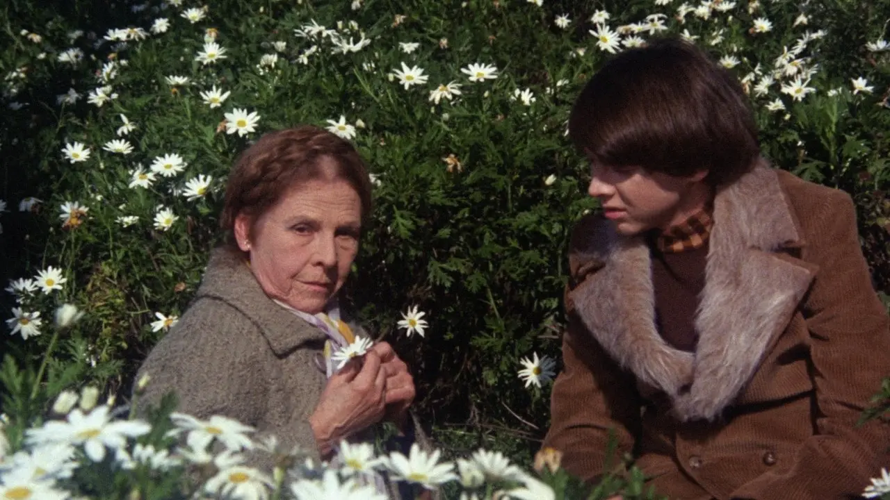 Harold y Maude