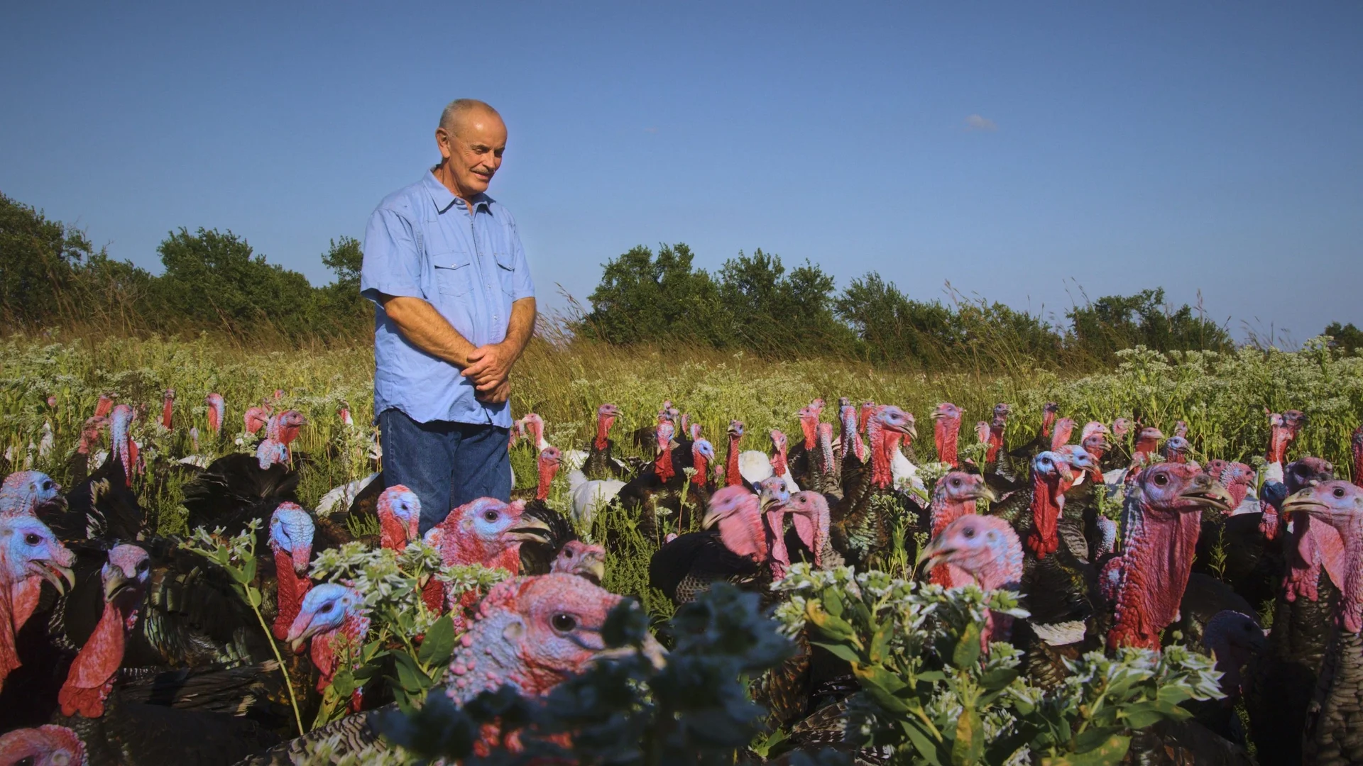 Backdrop de Eating Animals