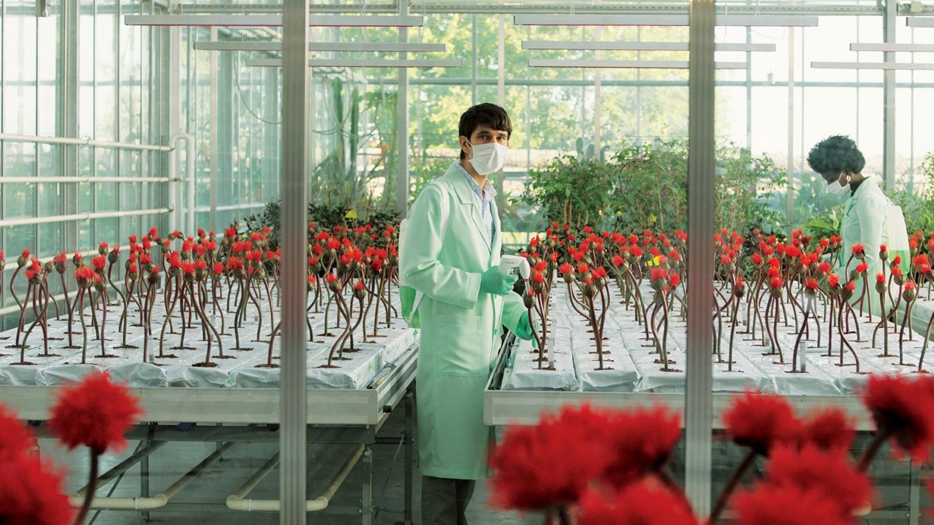 Backdrop de Little Joe