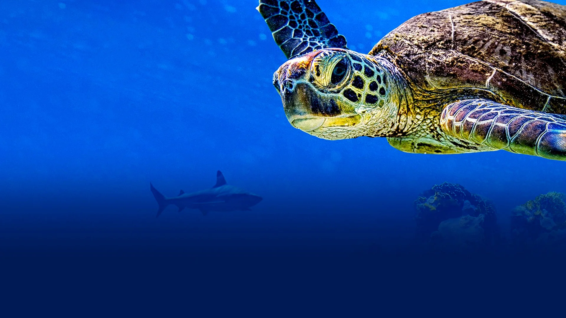 Backdrop de Turtle Odyssey