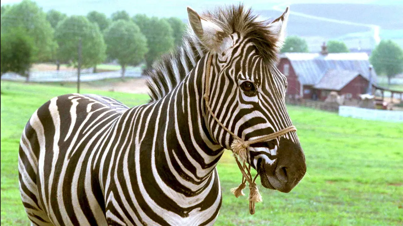 Rayas, una cebra veloz