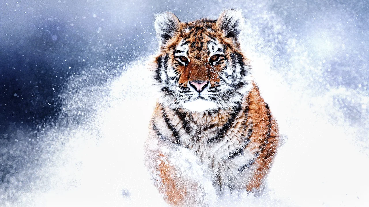 Tigres salvajes de Rusia (Russia’s Wild Tiger)