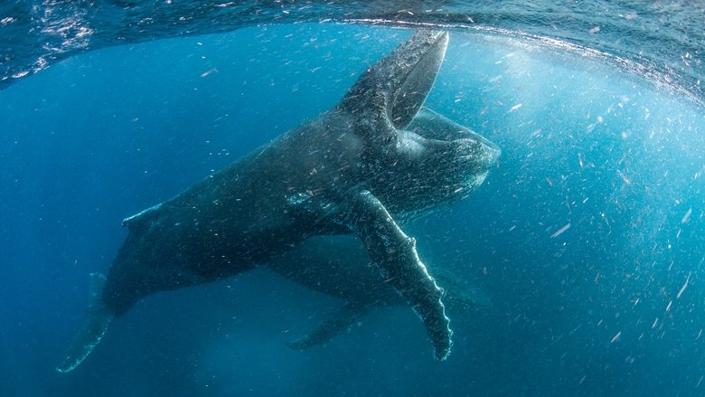 Backdrop de Nuestro Planeta