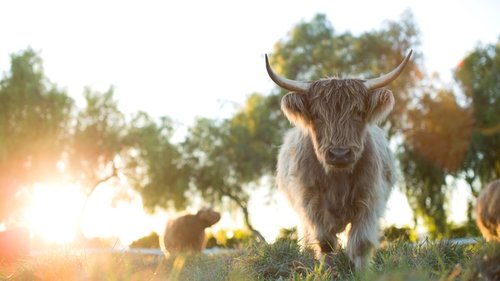 Mi gran pequeña granja: El regreso