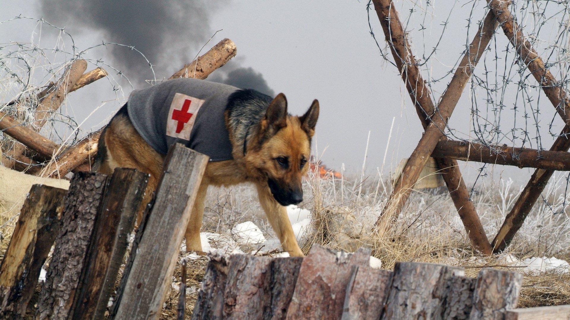 Las Nuevas Aventuras de Rin Tin Tin