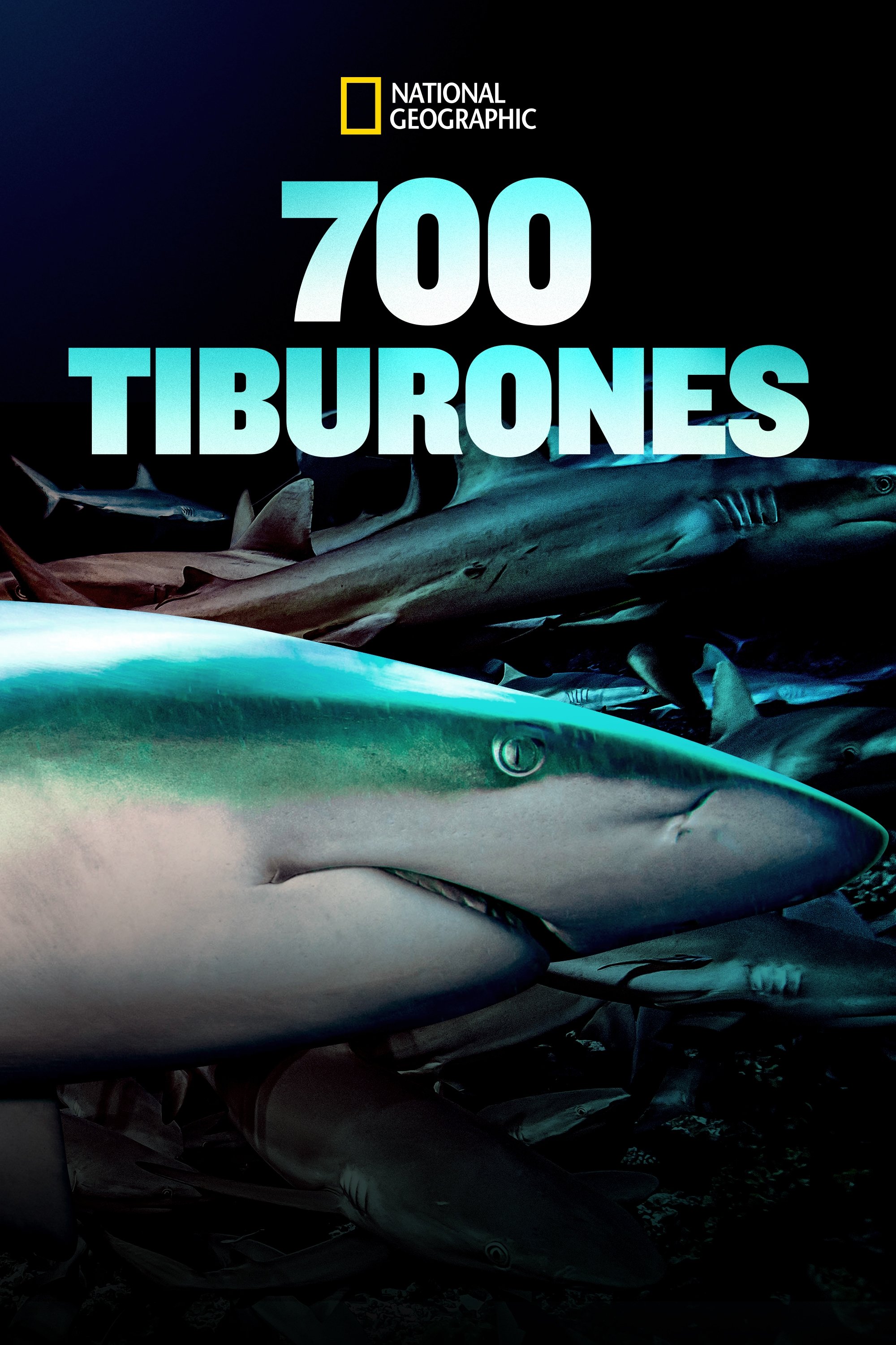 Poster de 700 requins dans la nuit