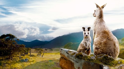 En el valle de los Canguros