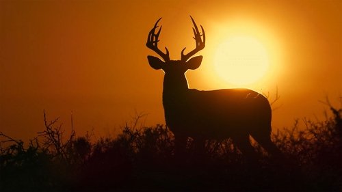 En lo profundo del corazón (Deep in the Heart: A Texas Wildlife Story)