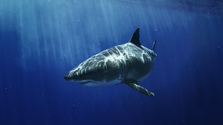 Backdrop de Most Wanted Sharks