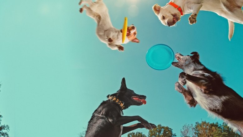 Backdrop de En la mente de un perro