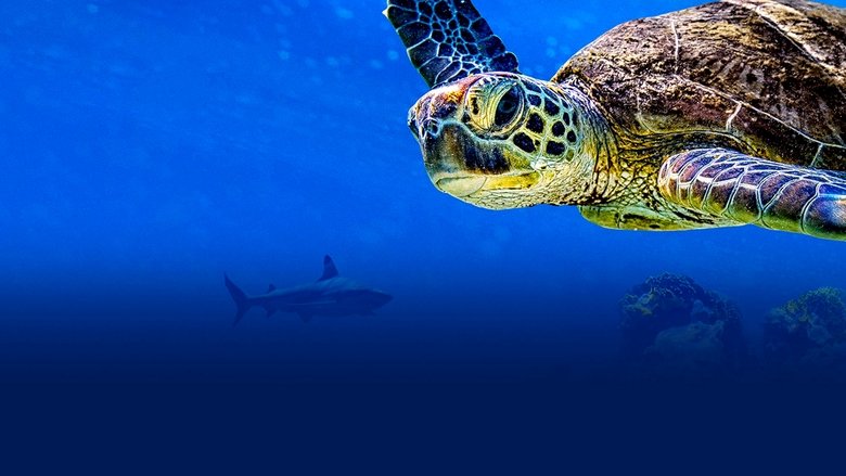 Backdrop de Turtle Odyssey