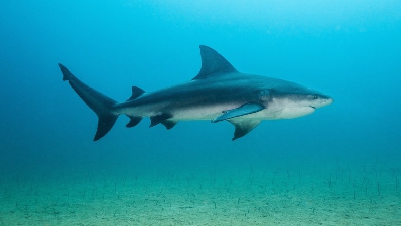 Backdrop de Backyard Bull Sharks