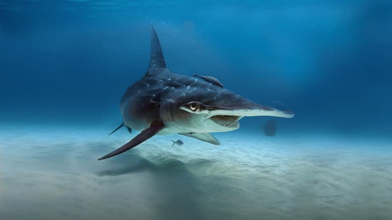Backdrop de What the Shark?