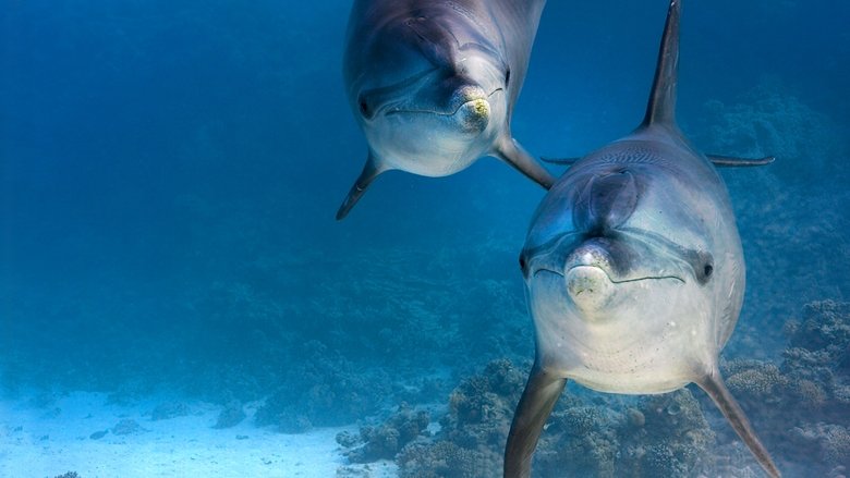 Backdrop de Arrecifes de delfines
